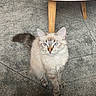 cat, blue_eyes, fluffy_fur, sitting, indoor, carpet, table_leg, wood, white_table, pet, animal, feline, cute, domestic_cat, looking_up, fur, whiskers, ears, tail, floor