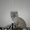 Ulma participe au concours pour gagner de l'argent avec cette photo : kitten, cat, blue_eyes, fluffy, sitting, zebra_pattern, blanket, indoor, animal, pet, cute, feline, fur, small, young, wall, striped, resting, domestic, mammal