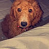 Milo joined the competition — help win amazing prizes! dog, puppy, curly_coat, brown_fur, fluffy, pet, animal, portrait, close_up, indoors, bedroom, bed, blanket, collar, looking_at_camera, green_eyes, cute, cozy, low_light, photography
