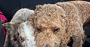 Milo is registered to the contest to win money with this photo: dogs, puppies, two_dogs, car, back_seat, curly_coat, fluffy, brown_dog, white_dog, treat, ice_pop, sharing, licking, pet, animals, portrait, close_up, indoor, vehicle, funny