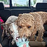 dogs, puppies, two_dogs, car, back_seat, curly_coat, fluffy, brown_dog, white_dog, treat, ice_pop, sharing, licking, pet, animals, portrait, close_up, indoor, vehicle, funny
