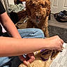 Milo joined the competition — help win amazing prizes! dog, curly_coat, apricot_dog, pet, animal, indoors, home, snack, food_bag, person, arm, hands, jeans, rug, laundry, door, furniture, kitchen, portrait, funny