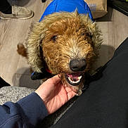 Milo is registered to the contest to win money with this photo: dog, puppy, curly_hair, brown_fur, blue_hood, smiling, open_mouth, teeth, black_nose, portrait, close_up, pet, indoor, floor, shopping_bag, clothing, hand, human, happy, funny