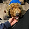 dog, puppy, curly_hair, brown_fur, blue_hood, smiling, open_mouth, teeth, black_nose, portrait, close_up, pet, indoor, floor, shopping_bag, clothing, hand, human, happy, funny