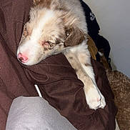 Maple joined the competition — help win amazing prizes! animal, blanket, brown_and_white, close_up, clothing, couch, cute, dog, floppy_ears, fluffy, indoors, jacket, paw, pet, pink_nose, portrait, puppy, resting, sleeping, sleepy