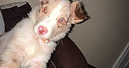 Maple joined the competition — help win amazing prizes! animal, bed, bedroom, blanket, blue_eyes, brown_fur, close_up, cute, dog, flash_photography, floppy_ears, human_leg, indoor, pet, pink_nose, portrait, puppy, relaxed, tilted_head, white_fur