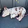 Maple is registered to the contest to win money with this photo: animal, back_seat, car, closed_eyes, collar, curled_up, cute, dog, floppy_ears, fur, indoors, leash, paws, pet, pink_leash, puppy, resting, sleeping, speckled_coat, vehicle