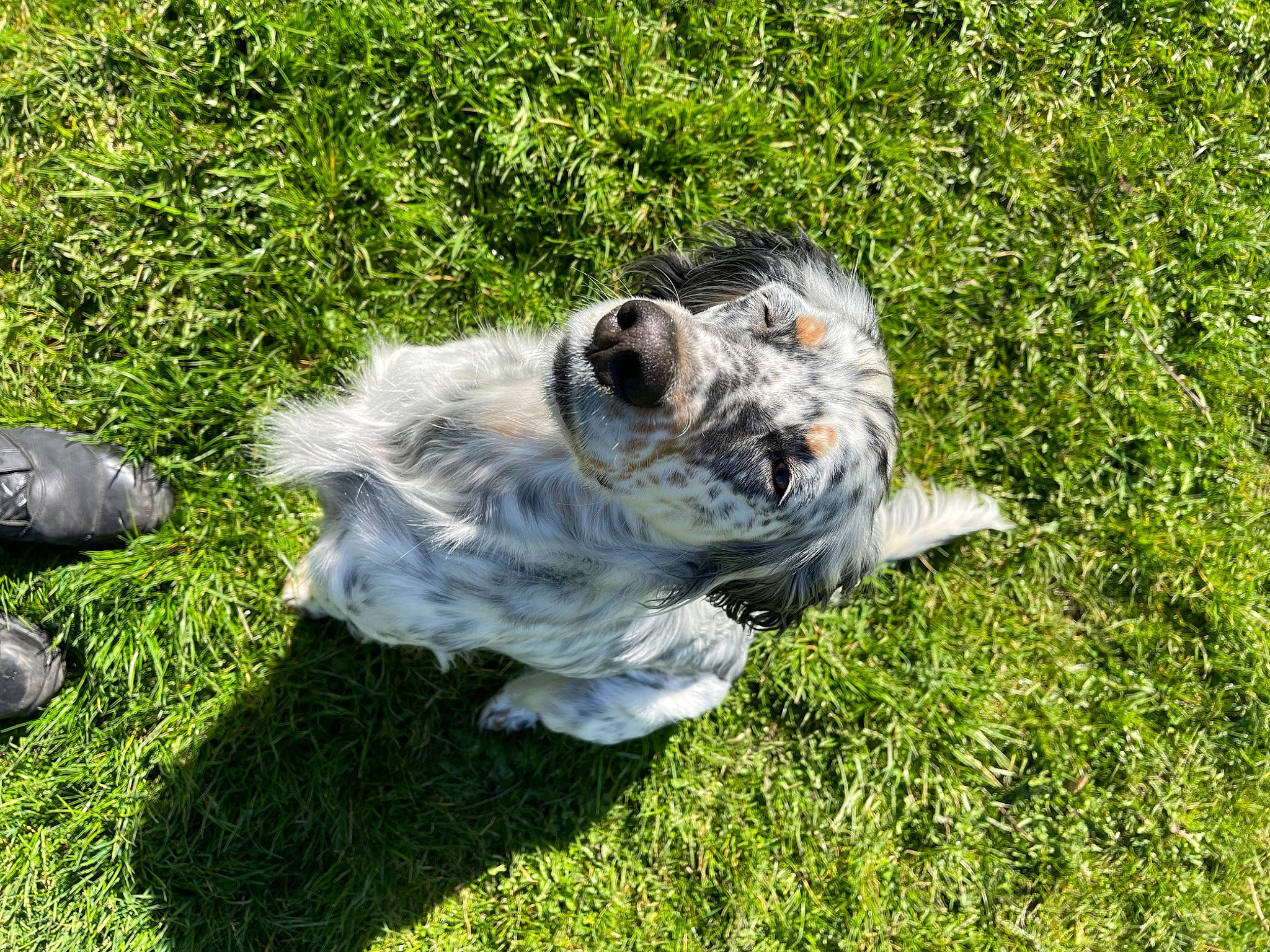 Iris participe au concours pour gagner de l'argent avec cette photo : australian_shepherd, canidae, canis, carnivore, companion_dog, dog, dog_breed, fur, grass, groundcover, non_sporting_group, puppy, snout, sporting_group, terrestrial_animal, terrier, toy_dog, whiskers, working_animal, working_dog