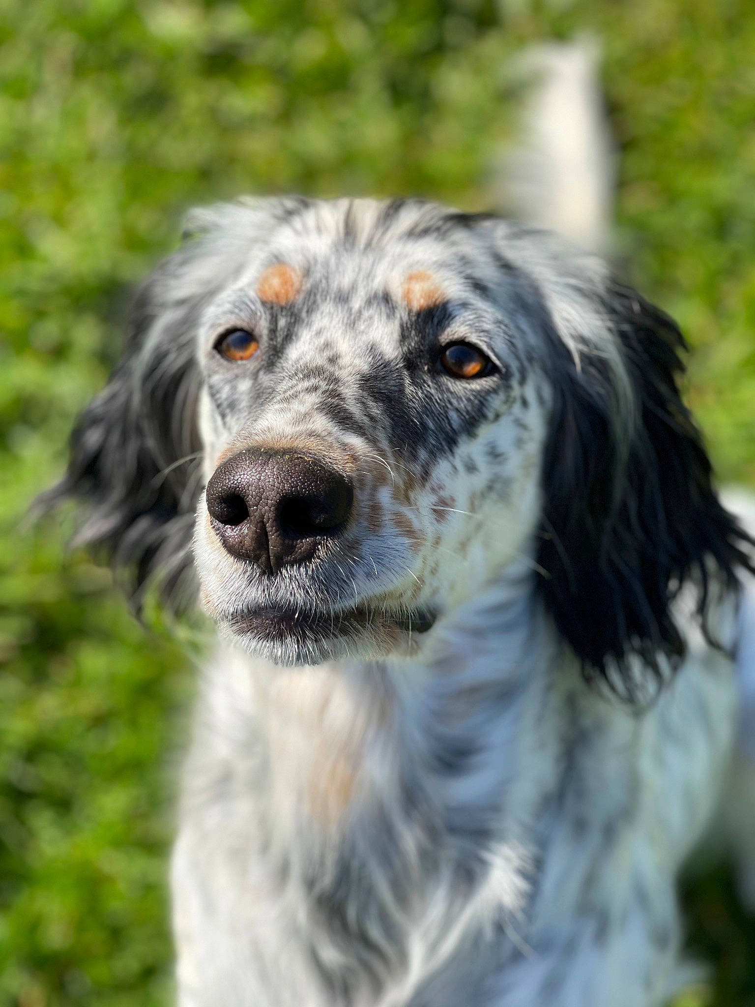 Iris participe au concours pour gagner de l'argent avec cette photo : canidae, carnivore, close_up, companion_dog, dog, dog_breed, fur, grass, gun_dog, hunting_dog, plant, snout, sporting_group, terrestrial_animal, tree, whiskers, wildlife, working_dog