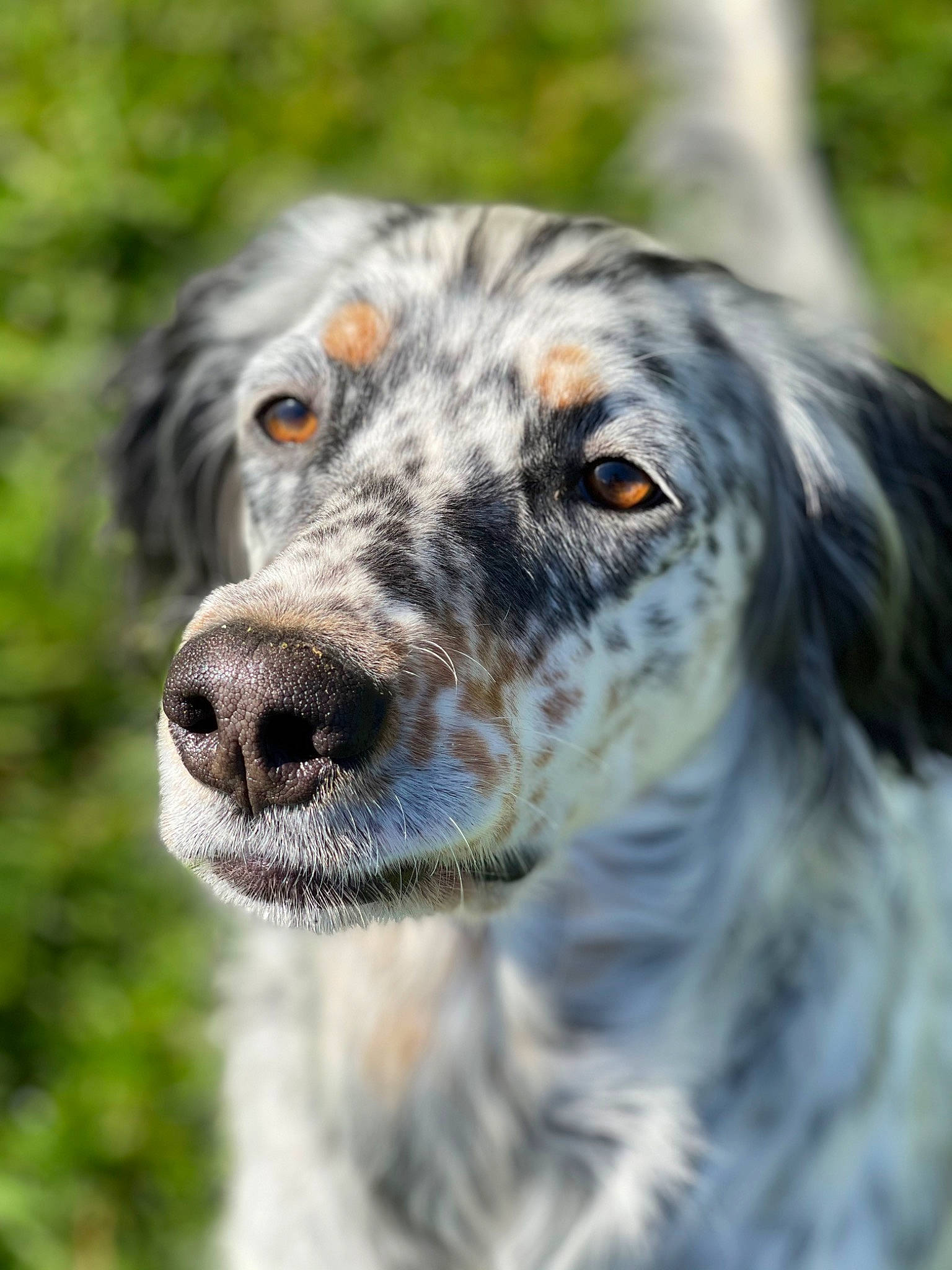 Iris a rejoint le concours — aidez-le/la à gagner de superbes lots ! australian_shepherd, carnivore, close_up, companion_dog, dog, dog_breed, fur, grass, gun_dog, herding_dog, hunting_dog, plant, snout, sporting_group, terrestrial_animal, texas_heeler, whiskers, wildlife, working_animal, working_dog