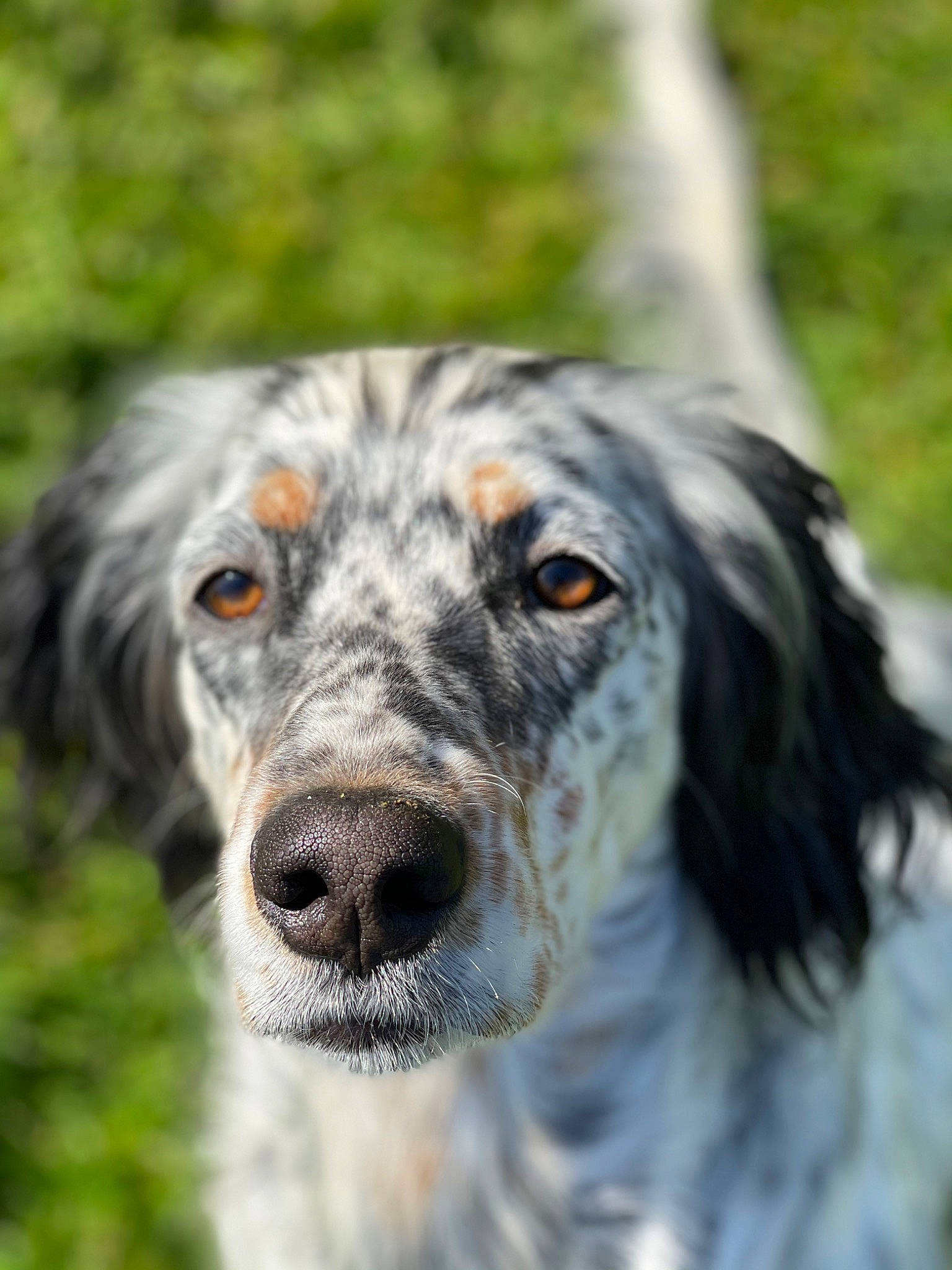 Iris a rejoint le concours — aidez-le/la à gagner de superbes lots ! ancient_dog_breeds, canidae, carnivore, companion_dog, dog, dog_breed, eye, fang, fur, grass, gun_dog, hunting_dog, plant, snout, sporting_group, terrestrial_animal, whiskers, wildlife, working_animal, working_dog