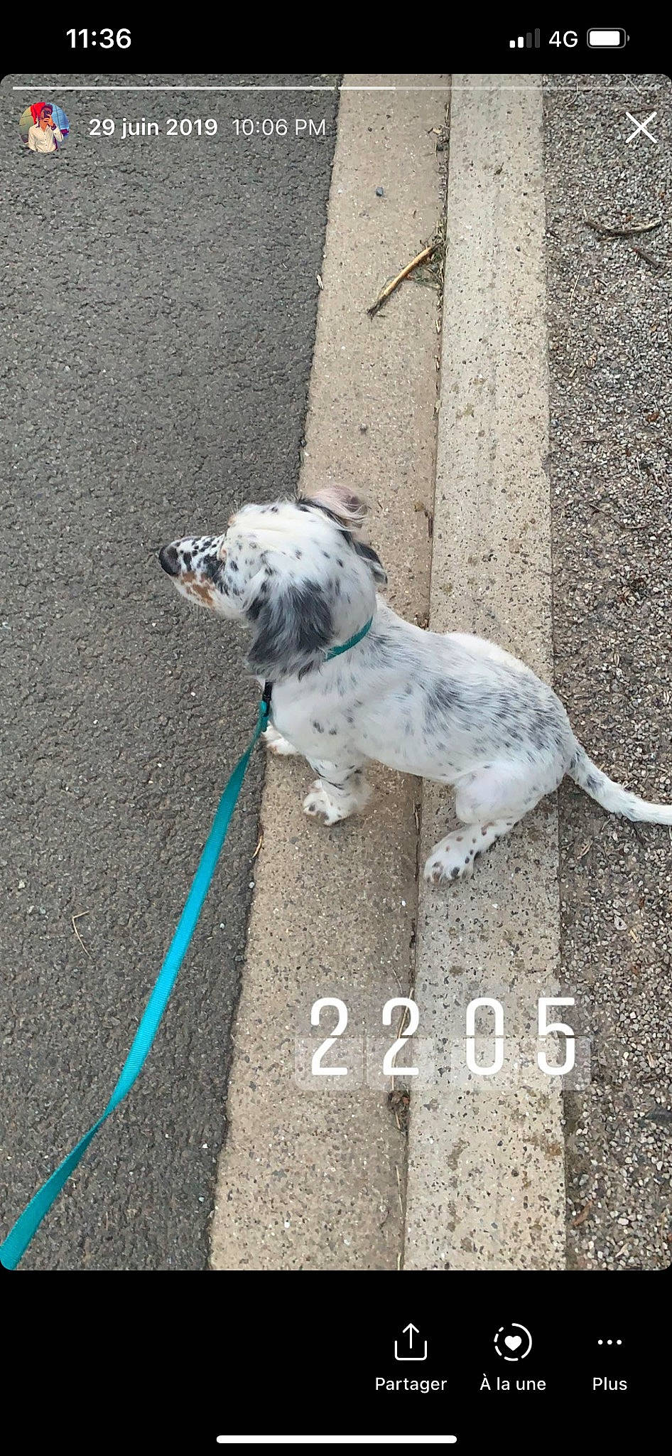 Iris a rejoint le concours — aidez-le/la à gagner de superbes lots ! asphalt, carnivore, collar, companion_dog, concrete, dog, dog_breed, dog_collar, dog_supply, fashion_accessory, fawn, leash, paw, pet_supply, road_surface, sidewalk, sporting_group, tail, terrier, working_animal