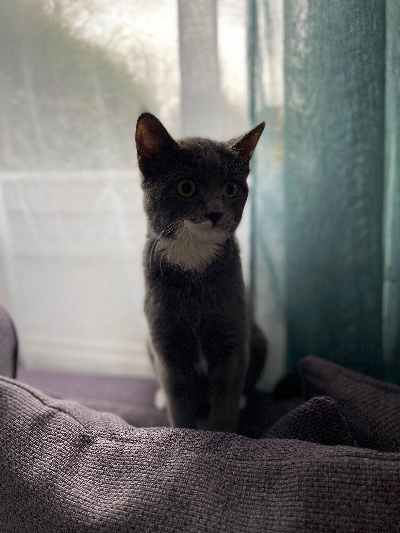 Sheriff a rejoint le concours — aidez-le/la à gagner de superbes lots ! black_cat, carnivore, cat, cat_supply, claw, comfort, domestic_short_haired_cat, felidae, fur, grey, monochrome_photography, paw, sitting, small_to_medium_sized_cats, snout, tail, terrestrial_animal, whiskers, window, wood