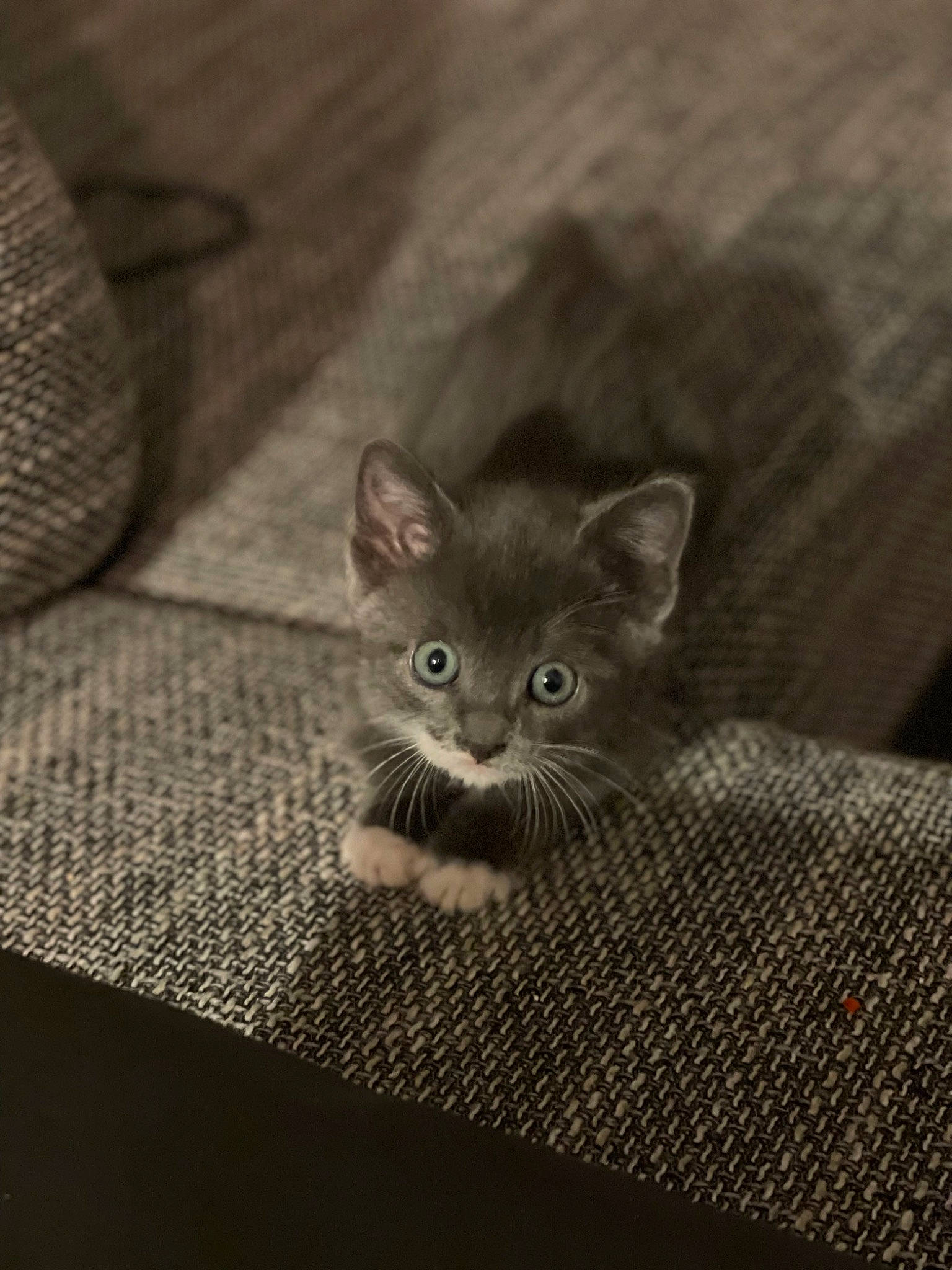 Sheriff a rejoint le concours — aidez-le/la à gagner de superbes lots ! carnivore, cat, comfort, domestic_short_haired_cat, fawn, felidae, fur, grey, monochrome_photography, paw, sitting, small_to_medium_sized_cats, snout, tail, terrestrial_animal, whiskers, wildlife, wood, woven_fabric