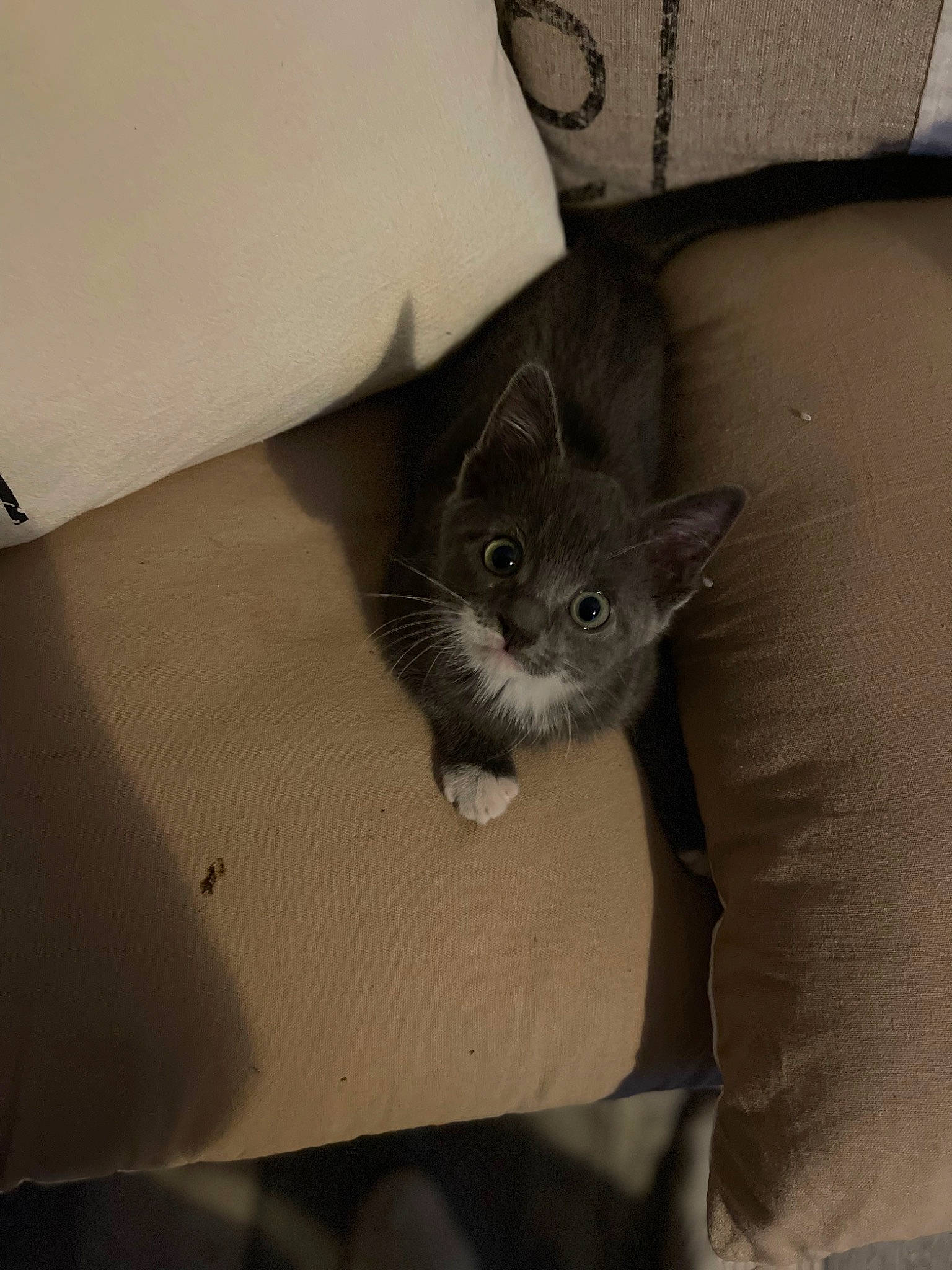 Sheriff participe au concours pour gagner de l'argent avec cette photo : carnivore, cat, cat_bed, cat_supply, comfort, couch, domestic_short_haired_cat, fawn, felidae, fur, grey, nap, sitting, small_to_medium_sized_cats, snout, tail, whiskers