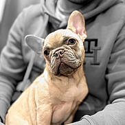 Uny a rejoint le concours — aidez-le/la à gagner de superbes lots ! dog, french_bulldog, pet, animal, portrait, person, hoodie, black_and_white, color_pop, close_up, cute, indoor, seated, face, expression, fur, ears, eyes, muzzle, companion