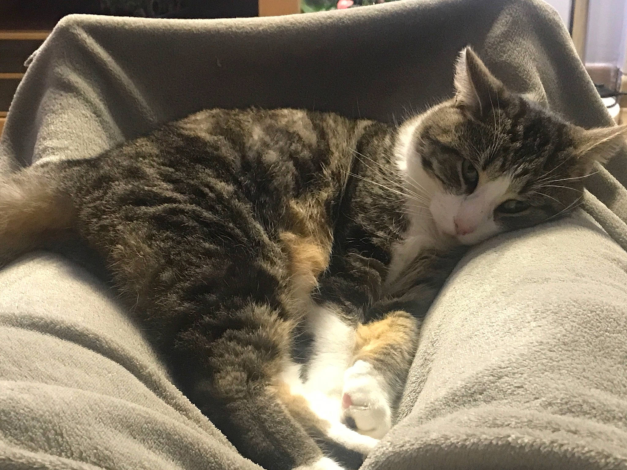 Melba participe au concours pour gagner de l'argent avec cette photo : carnivore, cat, claw, comfort, domestic_short_haired_cat, felidae, fur, grey, linens, nap, paw, sitting, sleep, small_to_medium_sized_cats, snout, tail, whiskers, window