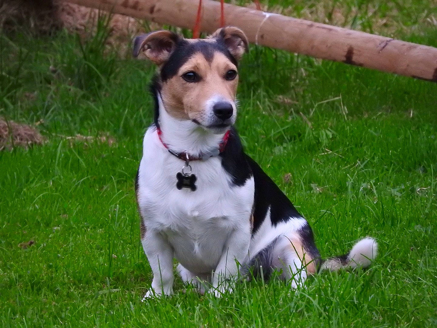 Crosby joined the competition — help win amazing prizes! ancient_dog_breeds, canidae, carnivore, collar, companion_dog, dog, dog_breed, dog_collar, dog_supply, fawn, grass, leash, pet_supply, plant, snout, sporting_group, tail, terrier, tie, working_animal