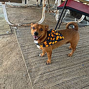 Auston joined the competition — help win amazing prizes! animal, bandana, brown_dog, chair, cute, daylight, decor, dog, ground, happy, metal_furniture, outdoor, pet, pumpkin_pattern, rug, rustic, small_dog, smiling_dog, table, tail