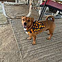 animal, bandana, brown_dog, chair, cute, daylight, decor, dog, ground, happy, metal_furniture, outdoor, pet, pumpkin_pattern, rug, rustic, small_dog, smiling_dog, table, tail