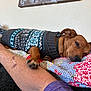 brown_dog, casual, close_up, colorful, comfort, companion, cozy, decor, dog, fabric, indoor, paw, person_arm, pet, quilt, relaxed, resting, sweater, textile, wall_art