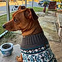 afternoon, animal, brown_dog, car, ceramic_pot, chair, dog, fall, grass, knitwear, nature, outdoor, pet, porch, quiet, side_profile, sunlight, sweater, table, walker