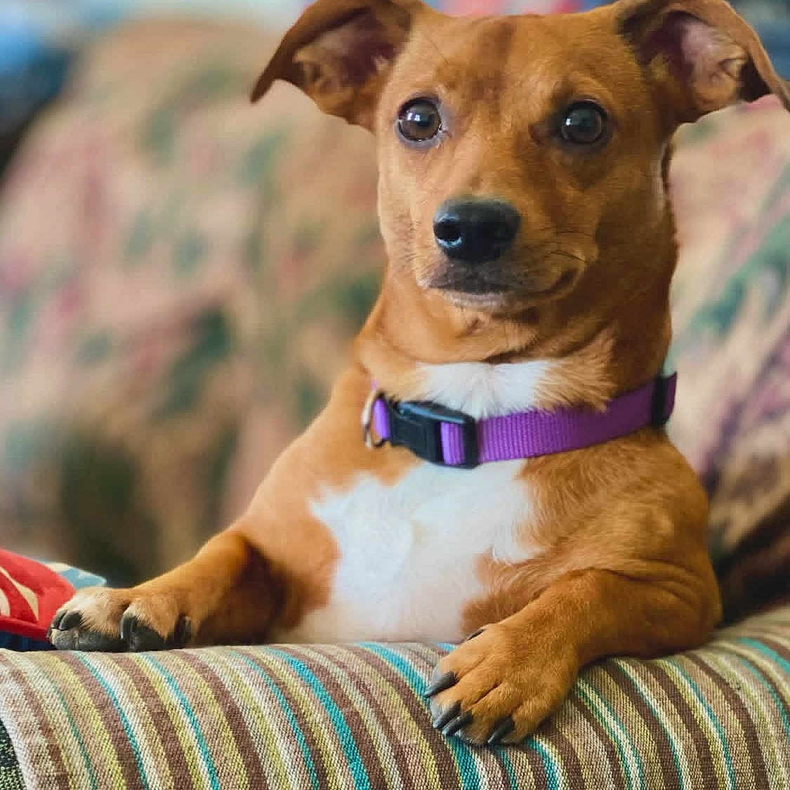 Auston Trouble joined the competition — help win amazing prizes! alert, animal, brown_dog, canine, collar, companion, couch, cute, dog, domestic_animal, ears_up, fur, home, indoor, paw, pet, portrait, purple_collar, relaxed, striped_couch