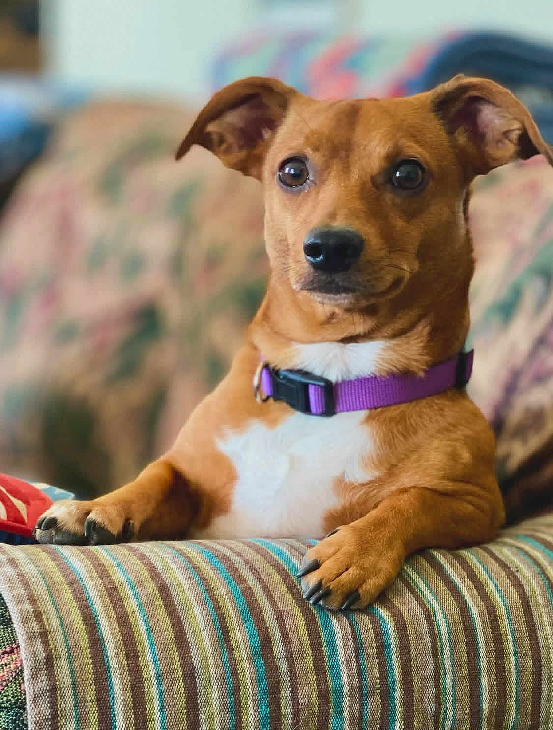 Auston Trouble joined the competition — help win amazing prizes! alert, animal, brown_dog, canine, collar, companion, couch, cute, dog, domestic_animal, ears_up, fur, home, indoor, paw, pet, portrait, purple_collar, relaxed, striped_couch