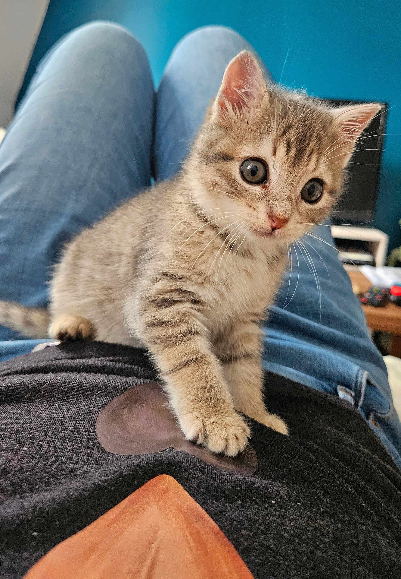 Appy a rejoint le concours — aidez-le/la à gagner de superbes lots ! kitten, cat, tabby, pet, animal, cute, furry, whiskers, indoor, lap, person, clothing, jeans, black_shirt, living_room, furniture, blue_wall, curious, young, small