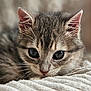 Appy a rejoint le concours — aidez-le/la à gagner de superbes lots ! kitten, cat, close_up, fur, whiskers, eyes, cute, pet, animal, tabby, sleeping, soft, texture, blanket, indoor, young, feline, muzzle, ears, portrait