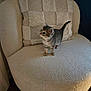 Appy participe au concours pour gagner de l'argent avec cette photo : kitten, cat, chair, cushion, indoor, furniture, pet, animal, small, cute, cozy, texture, curious, soft, beige, living_room, domestic, young, feline, blurred