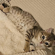 Appy participe au concours pour gagner de l'argent avec cette photo : kitten, cat, tabby, feline, pet, animal, cute, sleeping, resting, cozy, blanket, fur, whiskers, indoor, soft, young, small, domestic, relaxed, paws