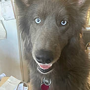 Bonzo is registered to the contest to win money with this photo: dog, blue_eyes, fluffy, collar, indoor, close_up, pet, canine, happy, mouth_open, furry, animal, household, background_blur, refrigerator, papers, tag, portrait, domestic, friendly