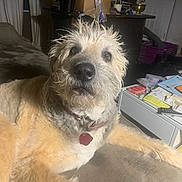 Ginger joined the competition — help win amazing prizes! animal, boxes, brown_fur, clutter, collar, couch, curious, dim_light, dog, fluffy, furniture, indoor, living_room, looking_at_camera, papers, pet, relaxed, scruffy, tag, white_fur