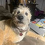 animal, boxes, brown_fur, clutter, collar, couch, curious, dim_light, dog, fluffy, furniture, indoor, living_room, looking_at_camera, papers, pet, relaxed, scruffy, tag, white_fur