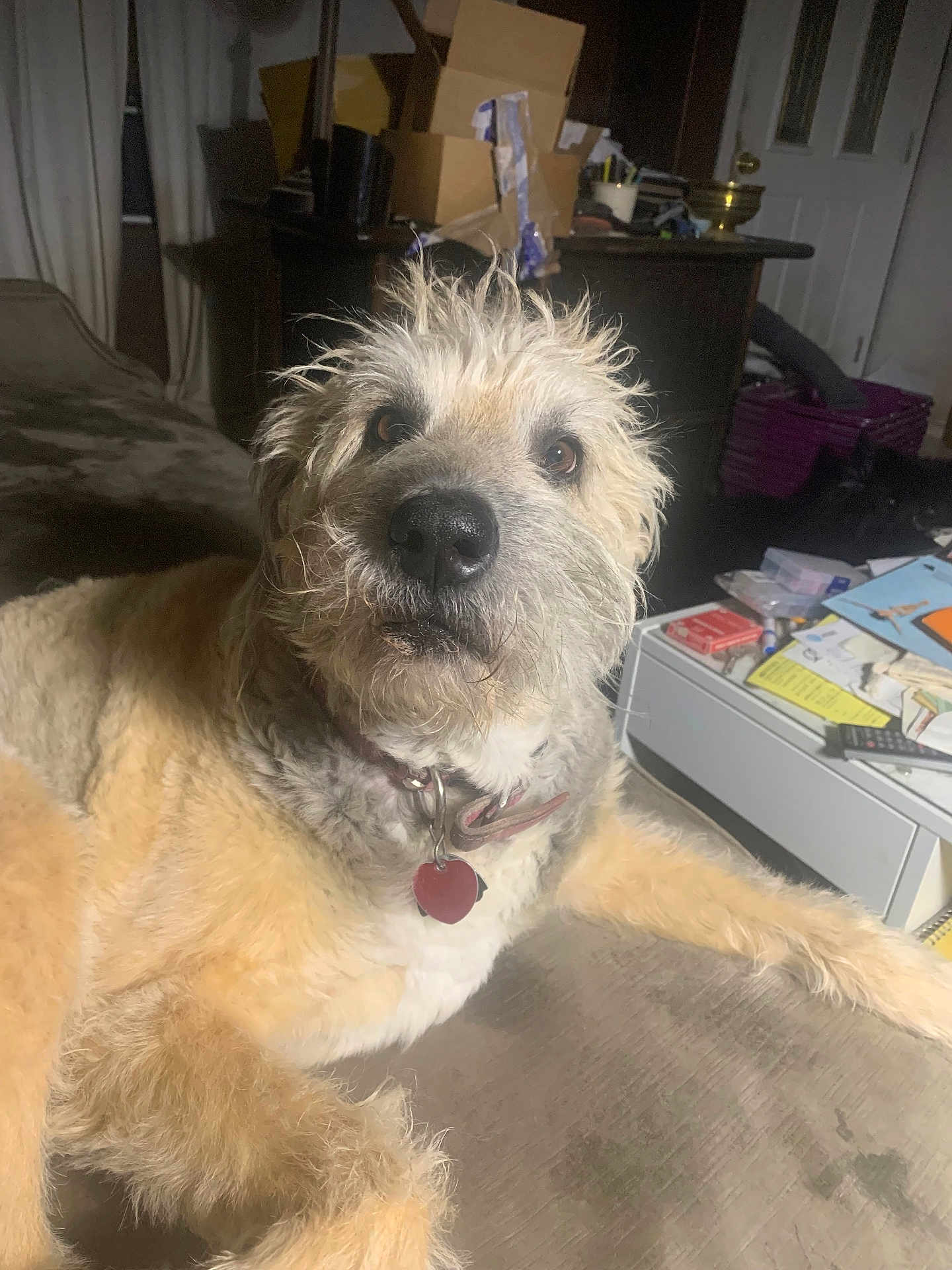Ginger joined the competition — help win amazing prizes! animal, boxes, brown_fur, clutter, collar, couch, curious, dim_light, dog, fluffy, furniture, indoor, living_room, looking_at_camera, papers, pet, relaxed, scruffy, tag, white_fur