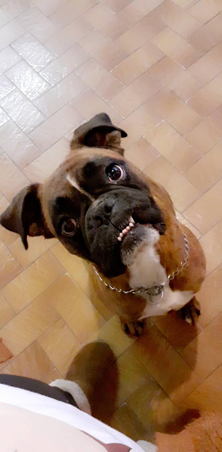 Paulo a rejoint le concours — aidez-le/la à gagner de superbes lots ! boston_terrier, canidae, carnivore, companion_dog, dog, dog_breed, fawn, french_bulldog, mammal, non_sporting_group, old_english_bulldog, olde_english_bulldogge, pug, snout, toy_bulldog, toy_dog, valley_bulldog