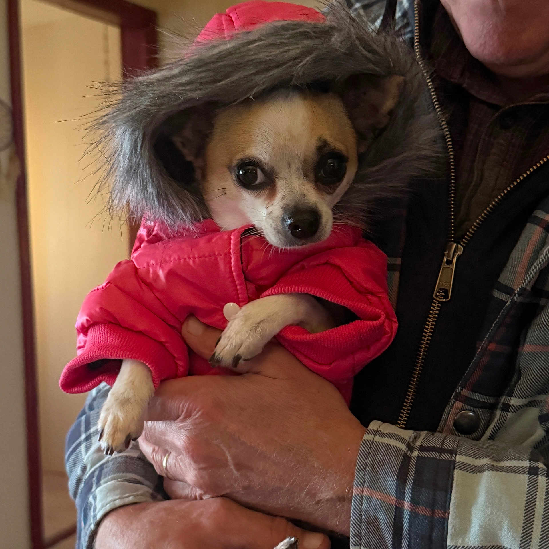 Piper joined the competition — help win amazing prizes! animal, baby, bodypart, canine, chihuahua, clothing, coat, cockerspaniel, dog, face, finger, hand, head, jacket, knitwear, papillon, person, pet, puppy, sweater