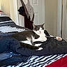 bed, black, blanket, cat, clothing, comfort, cozy, door, feline, fur, gray, home, indoor, paw, pet, red, relaxing, sleeping, striped, white