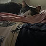 animal, bed, blanket, cat, comfort, cozy, cute, domestic, feline, fur, home, indoor, peaceful, pink_blanket, quiet, relaxation, resting, sleeping, soft_light, warm