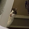 animal, cat, closeup, cozy, curious, doorframe, fabric, face, feline, gray, home, indoor, peeking, pet, quiet, shy, soft, texture, wall, white