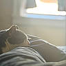 bed, black_and_white, blurred_background, cat, cozy, domestic_pet, feline, fur, indoor, nap, peaceful, quiet, relaxation, resting, sleeping, soft_light, sunlight, warm, whiskers, window