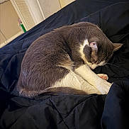 Cody is registered to the contest to win money with this photo: animal, bed, black_comforter, cat, cozy, curled_up, cute, domestic_cat, feline, fur, gray_cat, indoor, mural, paw, pet, quiet, resting, sleeping, wall_art, white_paws
