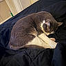 animal, bed, black_comforter, cat, cozy, curled_up, cute, domestic_cat, feline, fur, gray_cat, indoor, mural, paw, pet, quiet, resting, sleeping, wall_art, white_paws