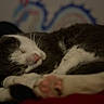 Cody is registered to the contest to win money with this photo: animal, blurred_background, cat, closeup, cozy, cute, fur, fur_pattern, indoor, mammal, paw, peaceful, pet, pink_paw_pads, relaxed, resting, sleeping, soft_light, whiskers, white_and_grey