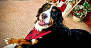 Kya is registered to the contest to win money with this photo: dog, bernese_mountain_dog, bandana, carpet, indoor, holiday_decor, plush_toy, furniture, smiling, pet, animal, cozy, decorations, basket, wooden_cabinet, tablecloth, crossed_paws, happy, living_room, portrait