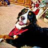 dog, bernese_mountain_dog, bandana, carpet, indoor, holiday_decor, plush_toy, furniture, smiling, pet, animal, cozy, decorations, basket, wooden_cabinet, tablecloth, crossed_paws, happy, living_room, portrait