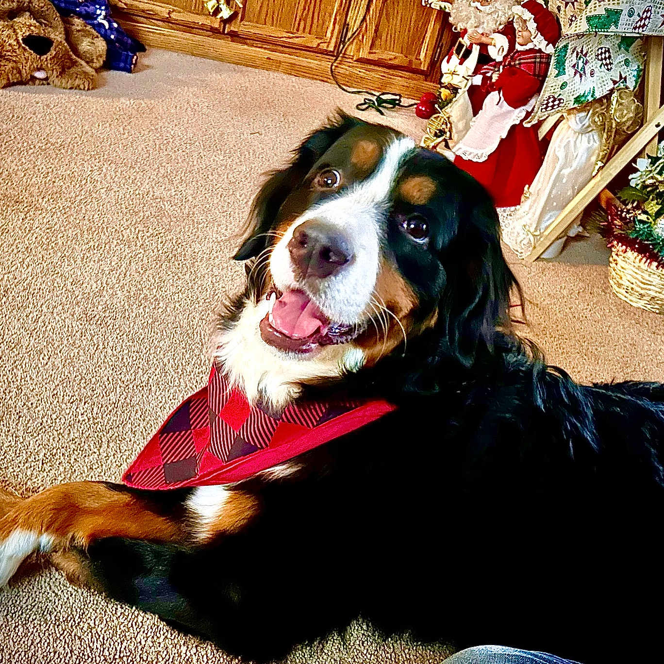 Kya is registered to the contest to win money with this photo: dog, bernese_mountain_dog, bandana, carpet, indoor, holiday_decor, plush_toy, furniture, smiling, pet, animal, cozy, decorations, basket, wooden_cabinet, tablecloth, crossed_paws, happy, living_room, portrait