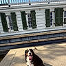 Kya is registered to the contest to win money with this photo: dog, bernese_mountain_dog, pet, animal, outdoor, sunlight, concrete, building, white_wall, green_shutters, railing, leash, tongue_out, happy, sitting, shadow, sky, blue_sky, daytime, nature