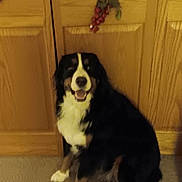 Kya is registered to the contest to win money with this photo: dog, indoor, carpet, wooden_door, decor, pet, smiling, sitting, black_fur, white_fur, brown_fur, happy, animal, house, furniture, background, canine, domestic, floor, portrait